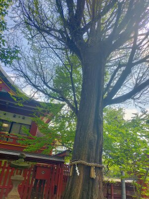 秩父神社「御神木」の大銀杏