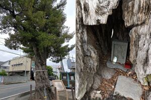 前玉神社の御神木「県内最大の槙（マキ）」