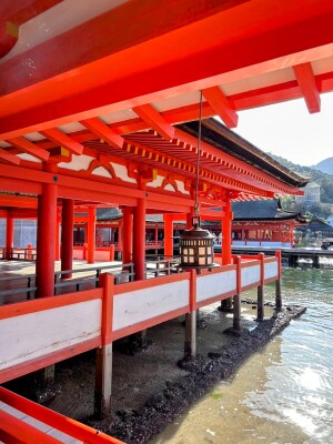厳島神社の社殿と美しい吊灯籠