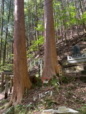 大嶽山那賀都神社、夫婦檜