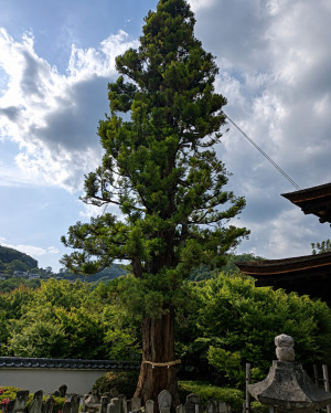 法蓋山 東光寺のご神木