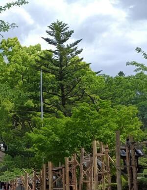 武田神社の三葉の松