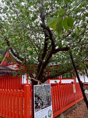 金櫻神社の御神木の「鬱金桜（ウコンザクラ）」