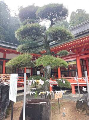 金櫻神社の黒松