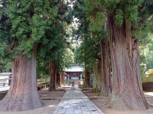 河口浅間神社の参道の杉並木