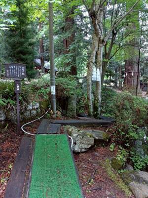 河口浅間神社の縁結びの御神木「連理の楓」