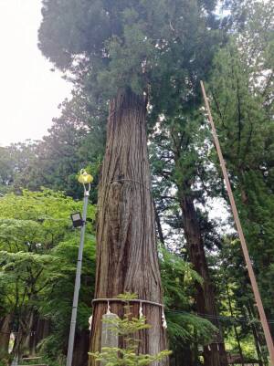 河口浅間神社の一号杉「御璽杉」