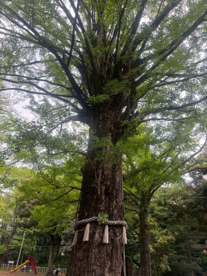 赤坂氷川神社の大銀杏