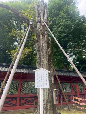 根津神社の白蛇が宿るパワースポット「願掛けカヤの木」