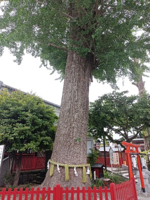 鴻神社の夫婦銀杏