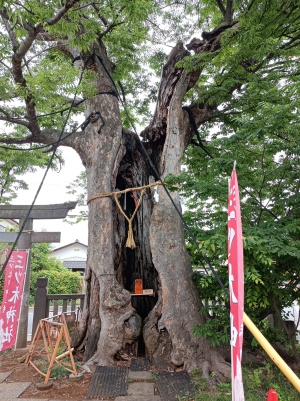 三ツ木神社のご神木「大欅」
