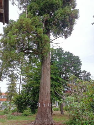 大野神社の御神木