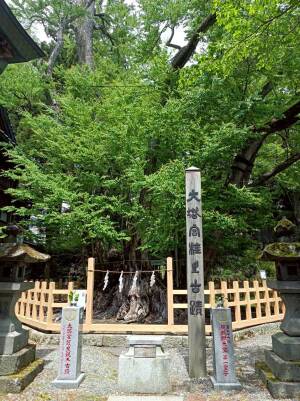 冨士山下宮小室浅間神社の本殿脇の御神木「大塔宮桂之古跡」の桂樹