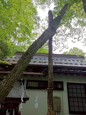 新屋山神社の夫婦木社の1本へと繋がった奇跡の木
