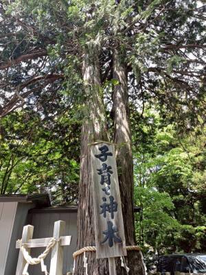 新倉富士浅間神社の子育て神木