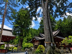 北口本宮冨士浅間神社の 樹齢1000年を超える2大巨木（ご神木）