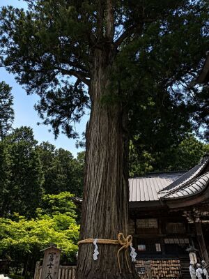 北口本宮冨士浅間神社の冨士太郎杉