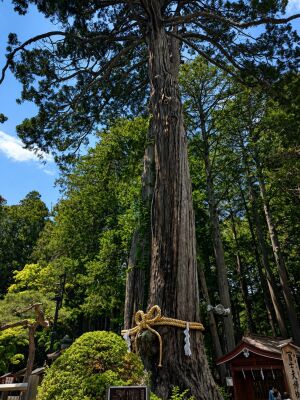 北口本宮冨士浅間神社の冨士夫婦檜