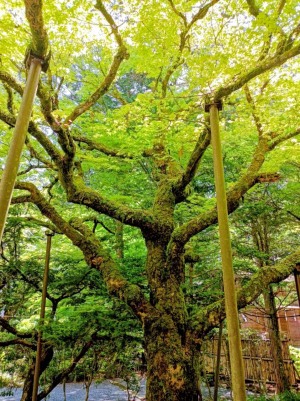北口本宮冨士浅間神社の七色もみじ