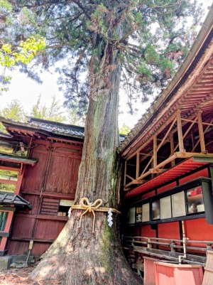 北口本宮冨士浅間神社の次郎杉