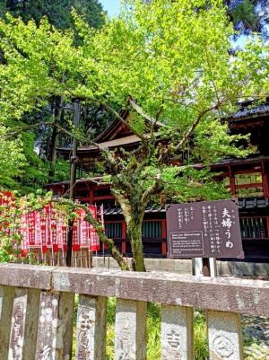 北口本宮冨士浅間神社の夫婦梅