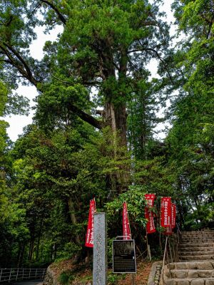 塩船観音寺の大杉