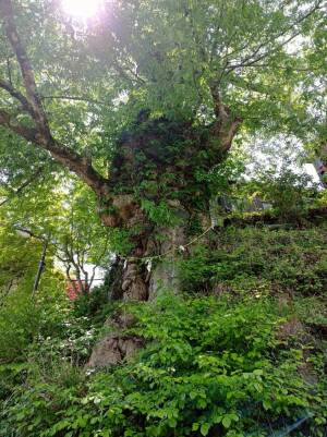 武蔵御嶽神社の神代ケヤキ