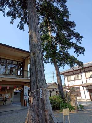 高麗神社の境内にそびえ立つ注連縄が巻かれた立派なヒノキの御神木