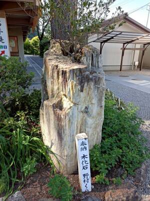高麗神社の御神木近くに奉納されている、木の質感を残した貴重な木化石（珪化木）