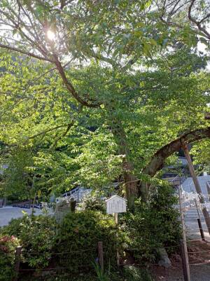 高麗神社の神門前に佇む、木漏れ日が美しい樹齢約300年のひがん桜（天然記念物）