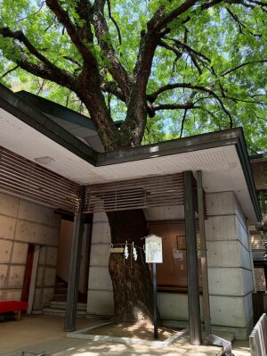 乃木神社の由緒正しき銘木「楷樹（かいじゅ）」