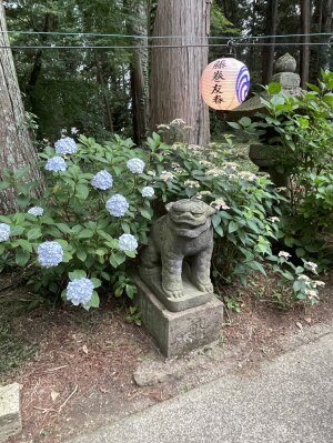 栃木県鹿沼市の磯山神社の参道沿いに佇む狛犬。紫陽花と提灯に囲まれた静かな神社風景